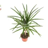Dracaena Marginata Cane Live Plant – 4 inch Pot – Indoor Decor - Image 1