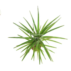 Dracaena Marginata Cane Live Plant – 4 inch Pot – Indoor Decor - Image 2