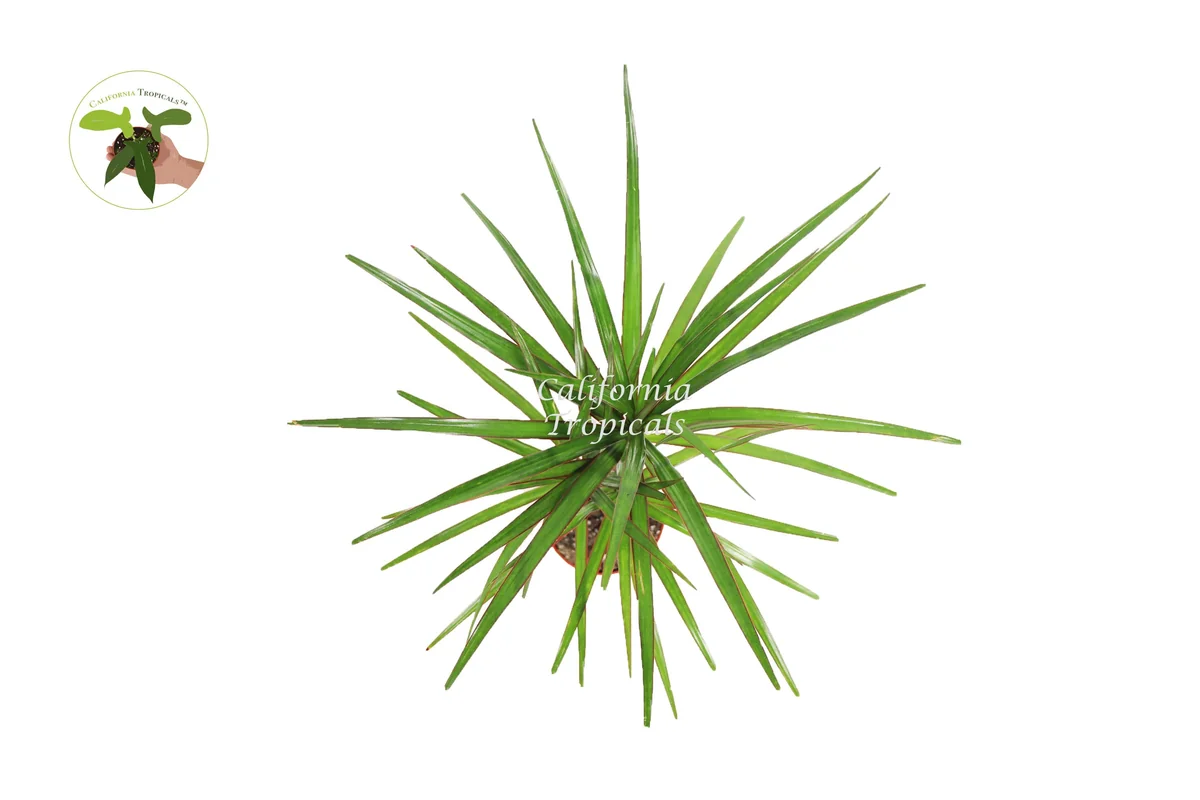 Dracaena Marginata Cane Live Plant – 4 inch Pot – Indoor Decor - Image 2