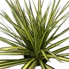 Dracaena Marginata Live Plant - Dragon Tree Houseplant - 6 Inch Pot - Indoor - Image 1