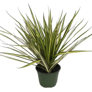 Dracaena Marginata Live Plant - Dragon Tree Houseplant - 6 Inch Pot - Indoor - Image 2