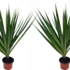 Dracaena Marginata Live Plant - Madagascar Dragon Tree - 2 Pack, 3" Pots, Indoor - Image 1