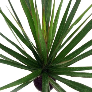 Dracaena Marginata Live Plant - Madagascar Dragon Tree - 2 Pack, 3