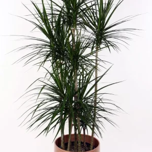 Dracaena Marginata Live Plant - Madagascar Dragon Tree - 2 Pack, 3