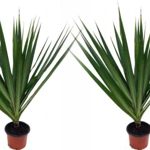 Dracaena Marginata Live Plant - Madagascar Dragon Tree - 2 Pack, 3" Pots, Indoor - Image 1