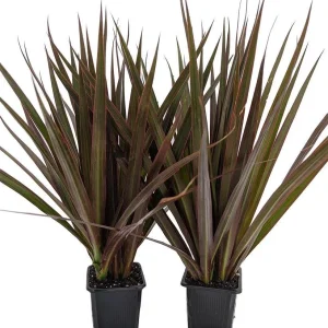 Dracaena Marginata Magenta Live Plant - 2 Plants, 3" Pots, Indoor - Image 1