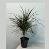 Dracaena Marginata Magenta Live Plant – Braided – 6 inch Pot – Indoor Houseplant - Image 1