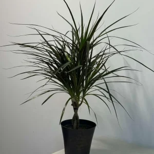 Dracaena Marginata Magenta Live Plant – Braided – 6 inch Pot – Indoor Houseplant - Image 3