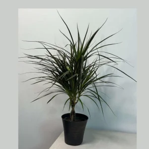 Dracaena Marginata Magenta Live Plant – Braided – 6 inch Pot – Indoor Houseplant - Image 1