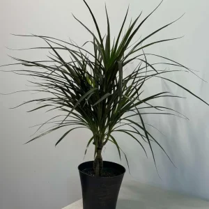 Dracaena Marginata Magenta Live Plant – Braided – 6 inch Pot – Indoor Houseplant - Image 6