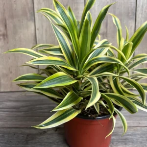 Dracaena Reflexa 'Song of India' Live Plant – 6 inch Pot – Indoor Houseplant - Image 1