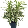 Dracaena Reflexa 'Song of India' Live Plant - 6 Inch Pot - Indoor Tropical - Image 1