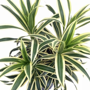 Dracaena Reflexa 'Song of India' Live Plant - 6 Inch Pot - Indoor Tropical - Image 2