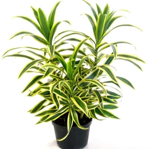 Dracaena Reflexa 'Song of India' Live Plant - 6 Inch Pot - Indoor Tropical - Image 3
