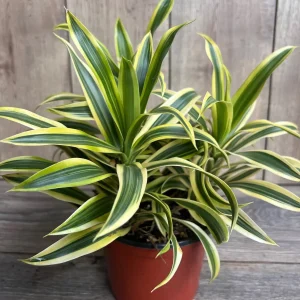 Dracaena Reflexa 'Song of India' Live Plant – 6 inch Pot – Indoor Houseplant - Image 5
