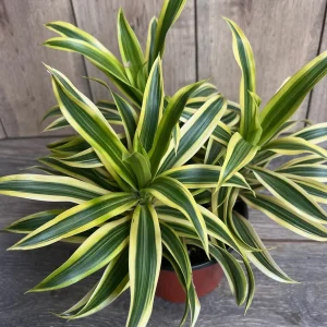 Dracaena Reflexa 'Song of India' Live Plant – 6 inch Pot – Indoor Houseplant - Image 6