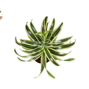 Dracaena Song of India Live Plant – 4 inch Potted Houseplant – Indoor - Image 2