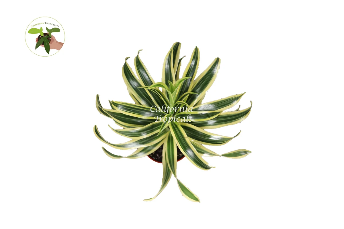 Dracaena Song of India Live Plant – 4 inch Potted Houseplant – Indoor - Image 2