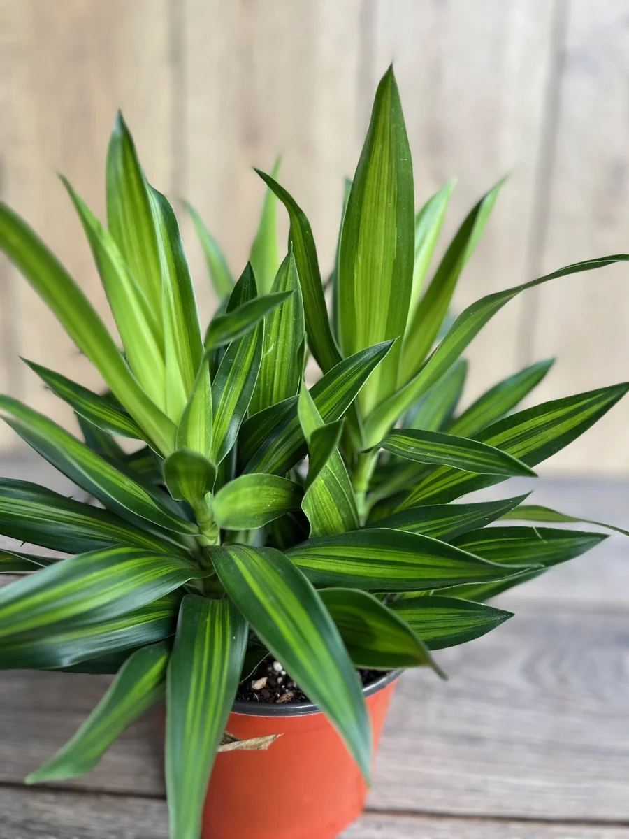 Dracaena Song of Jamaica Live Plant – 6 inch Pot – Indoor Houseplant - Image 2