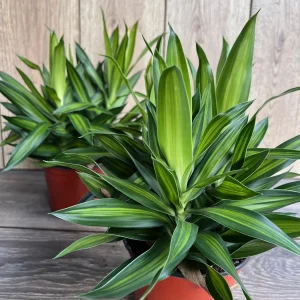 Dracaena Song of Jamaica Live Plant – 6 inch Pot – Indoor Houseplant - Image 3