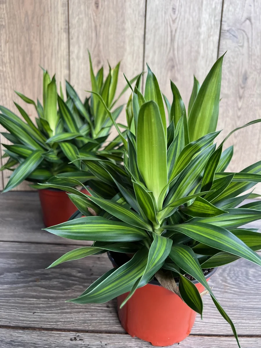 Dracaena Song of Jamaica Live Plant – 6 inch Pot – Indoor Houseplant - Image 3