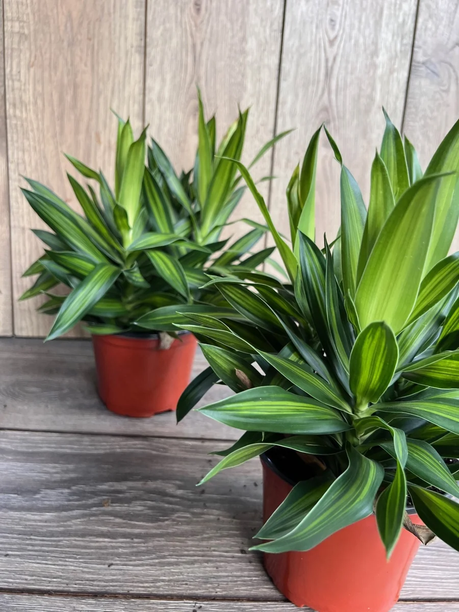 Dracaena Song of Jamaica Live Plant – 6 inch Pot – Indoor Houseplant - Image 4