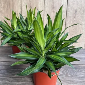 Dracaena Song of Jamaica Live Plant – 6 inch Pot – Indoor Houseplant - Image 5