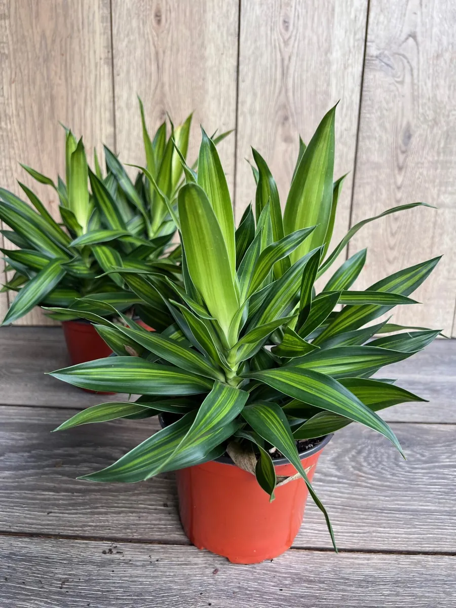 Dracaena Song of Jamaica Live Plant – 6 inch Pot – Indoor Houseplant - Image 5