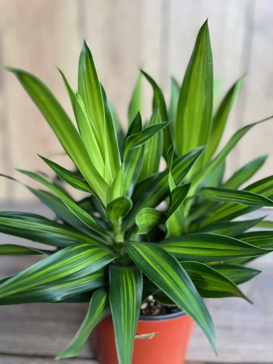 Dracaena Song of Jamaica Live Plant – 6 inch Pot – Indoor Houseplant - Image 1