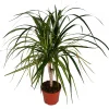 Dracaena Sun Ray Cane Live Plant – 4 inch Potted Houseplant – Indoor - Image 1