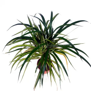 Dracaena Sun Ray Cane Live Plant – 4 inch Potted Houseplant – Indoor - Image 2