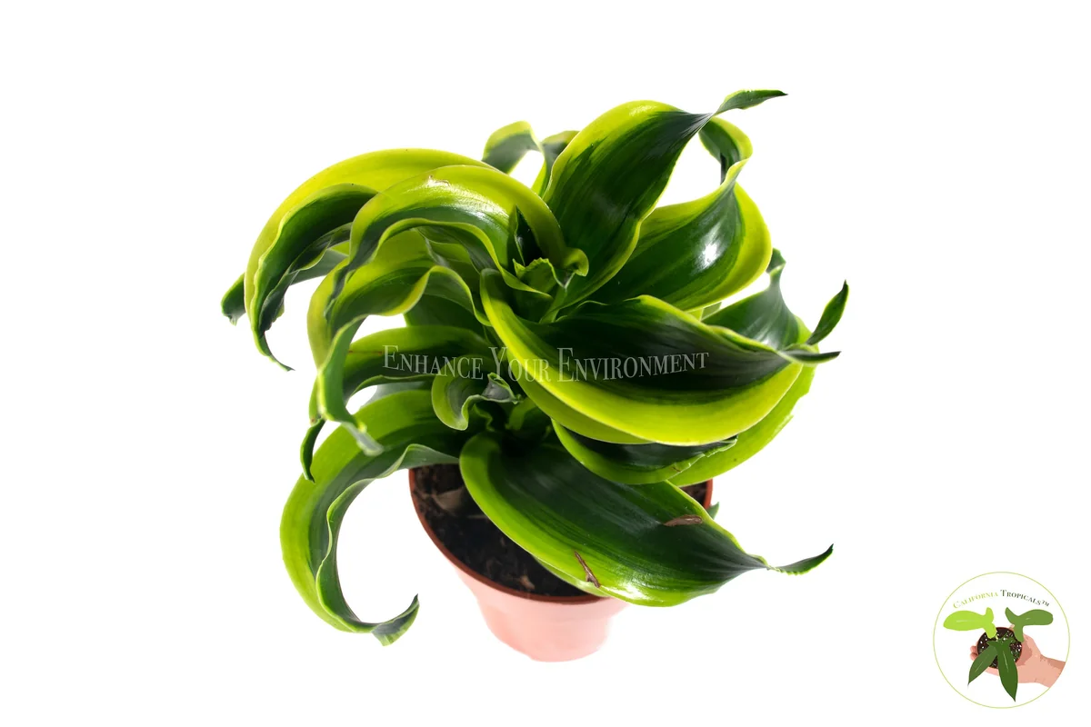 Dracaena Tornado Dragon Live Plant – Potted Houseplant – 4 inch - Image 2