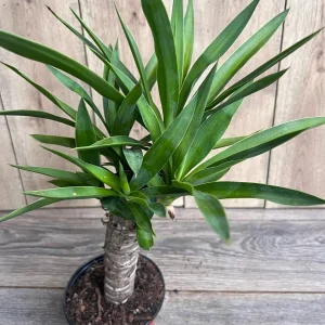 Dracaena Yucca Cane Live Plant - Indoor/Outdoor, 6 inch Pot - Image 2