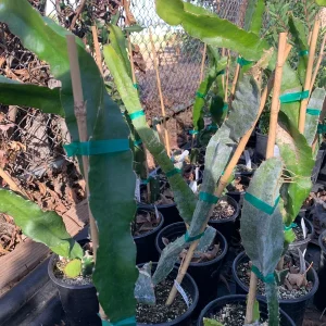 Dragon Fruit 'American Beauty' Live Plant - 1-2 ft Tall, 1 Gallon Pot - Image 2