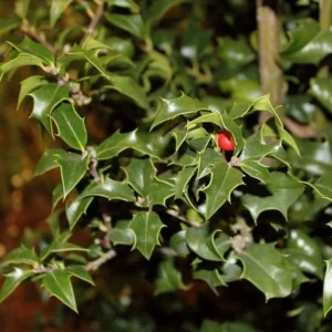 Dragon Lady Holly Live Plant – Quart Pot – Evergreen Shrub – Outdoor - Image 4