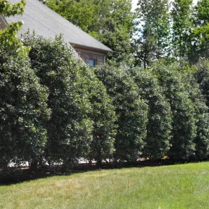 Dragon Lady Holly Live Plant – Quart Pot – Evergreen Shrub – Outdoor - Image 8