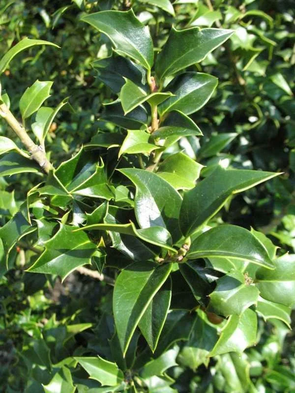 Dragon Lady Holly Live Plant – Upright Evergreen Shrub – 6 inch tall – 3 inch container - Image 1