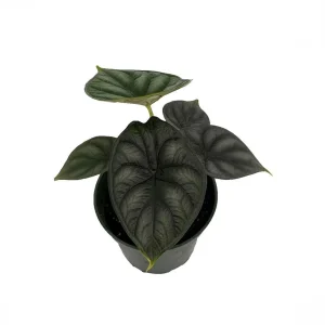 Dragon Scale Alocasia Live Plant - Alocasia Baginda Houseplant - 4 Inch Pot - Image 1