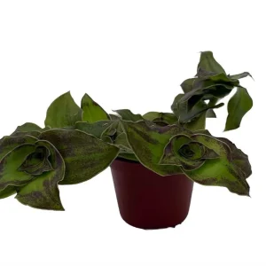 Dragon Tail Callisia soconuscensis Live Plant - 2.5