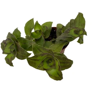 Dragon Tail Callisia soconuscensis Live Plant - 2.5