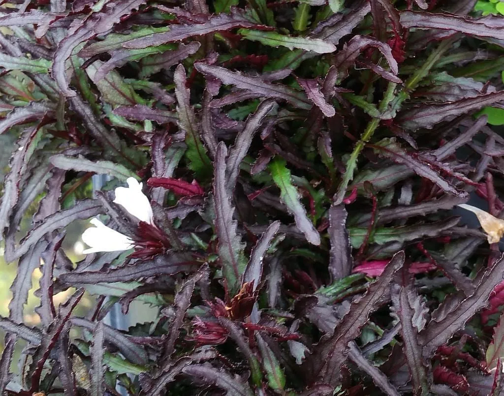 Dragon's Tongue Live Plant - Hemigraphis - 3.7" Pot - Indoor Houseplant - Image 3