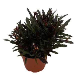 Dragon's Tongue Live Plant - Hemigraphis - 3.7" Pot - Indoor Houseplant - Image 1
