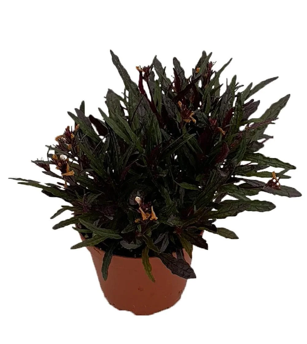Dragon's Tongue Live Plant - Hemigraphis - 3.7" Pot - Indoor Houseplant - Image 1