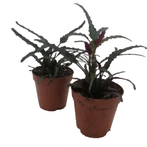 Dragon's Tongue Live Plant - Hemigraphis - Indoor Houseplant - 2 Inch Pot - 2 Pack - Image 4