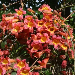 Dressed To Thrill Crossvine Live Plant - Bignonia capreolata - 4 inch Pot - Image 3