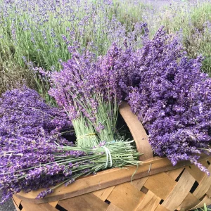 Dried Lavender Buds for Skincare, Home Fragrance & DIY Projects - Image 7