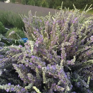 Dried Lavender Buds for Skincare, Home Fragrance & DIY Projects - Image 8