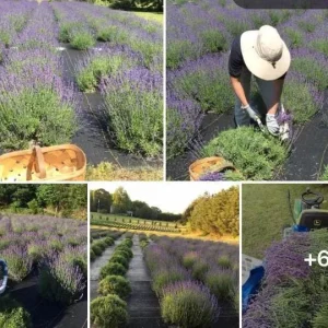 Dried Lavender Buds for Skincare, Home Fragrance & DIY Projects - Image 9