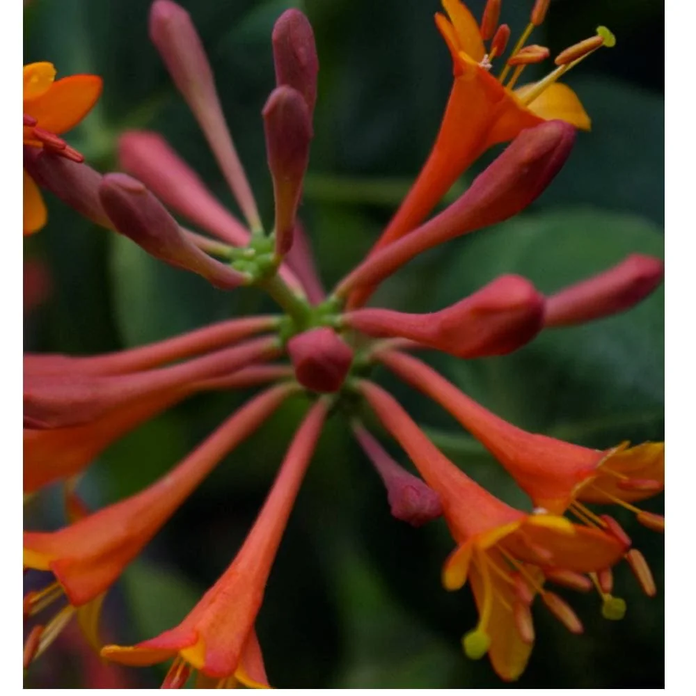 Dropmore Scarlet Honeysuckle Vine - Lonicera Live Plant 2.5" Pot - Attracts Hummingbirds - Image 2