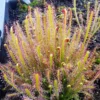 Drosera Capensis Live Plant - Cape Sundew Starter Plant - Carnivorous - Image 1